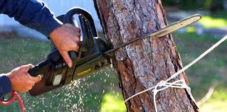 Reliable Piperton, TN  Tree Services Solutions