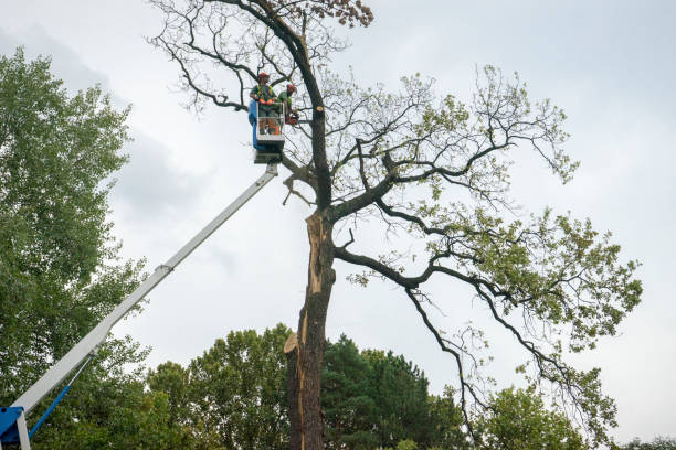 Best Tree Mulching Services  in Piperton, TN